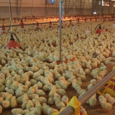 Εσωτερική άποψη πτηνοτροφικής μονάδας