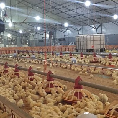 Εσωτερική άποψη πτηνοτροφικής μονάδας